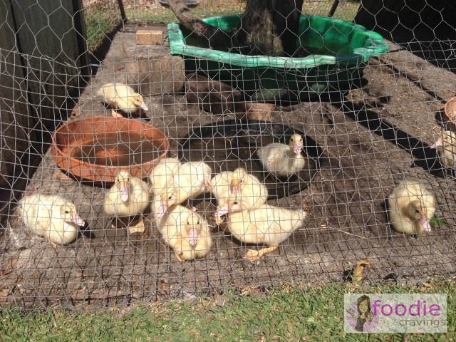 TGS14-The-Old-Marron-Farm_animals-1