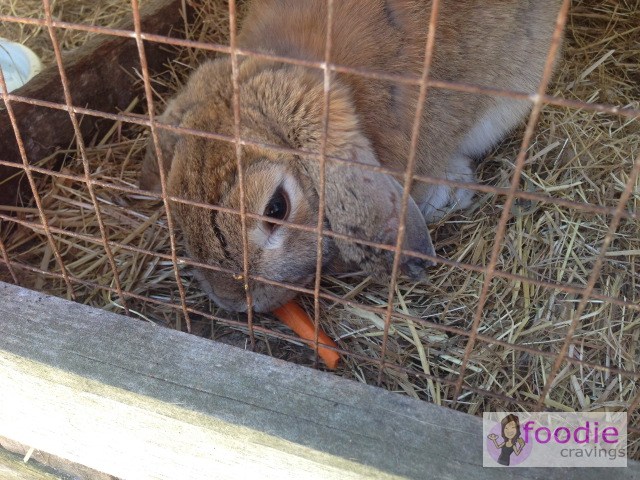 TGS14-The-Old-Marron-Farm_animals-2