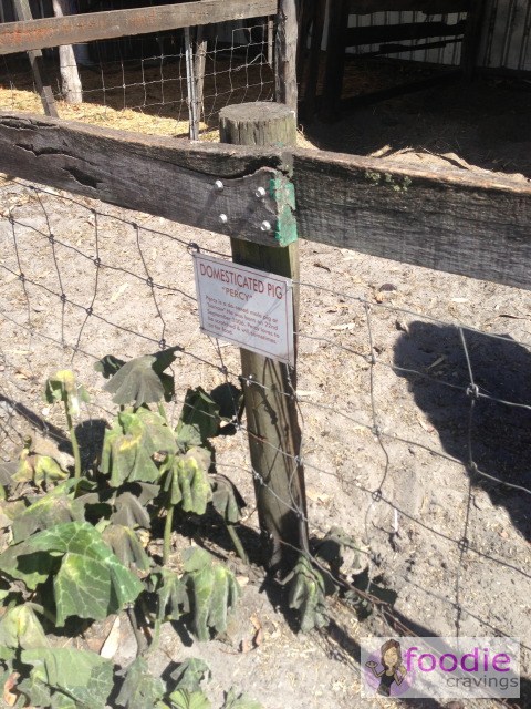 TGS14-The-Old-Marron-Farm_animals-4